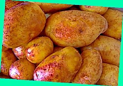  картофель импала 