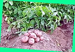  картофель губернатор описание сорта