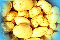  выращивание картофеля в промышленных масштабах