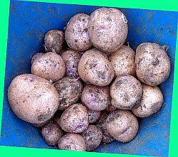  картофель скарлет характеристика сорта