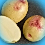  невский сорт картофеля 