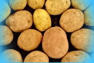  подготовка к хранению картофеля