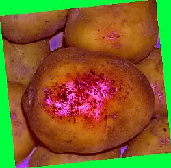  промышленное выращивание картофеля