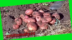  урожай картофеля 