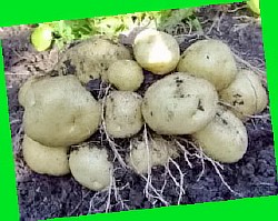  какие урожайные сорта картофеля