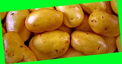  картофель ленинградский