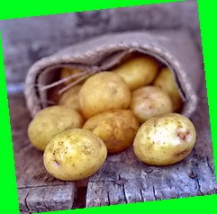 сорт картофеля короток