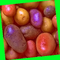  картофель весна описание сорта