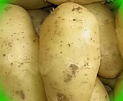  картофель бурен описание сорта