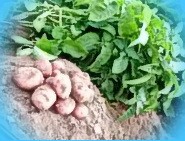  семена картофеля купить в новосибирске
