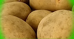  выращивание картофеля капельным орошением