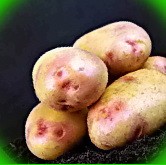  картофель любава описание сорта