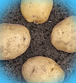  белорусские сорта картофеля фото