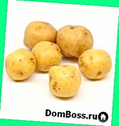  картофель в ульяновске купить