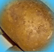  сорт картофеля кузнечанка