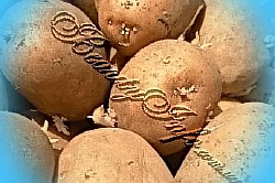  картофель вега описание сорта
