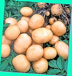  сорт картофеля аврора