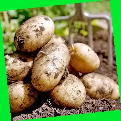  урожайные сорта картофеля