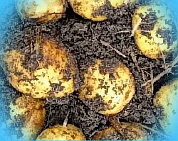  картофель лабелла описание сорта