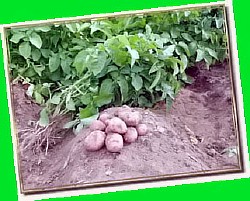  оборудование для выращивания картофеля