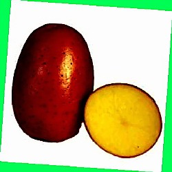  выращивание картофеля по методу митлайдера