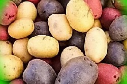  удобрения под картофель