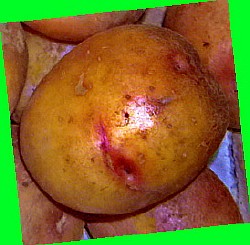  сорт картофеля рокко фото