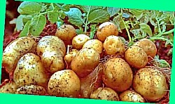  расчет посадки картофеля