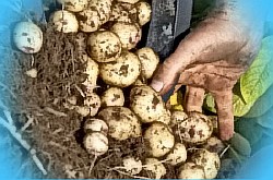  картофель надежда описание сорта