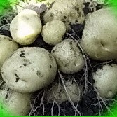  высокоурожайное выращивание картофеля