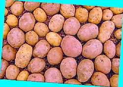  картофель выращивание и уборка