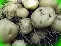  продажа картофеля в краснодарском крае