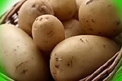  картофель в московской области