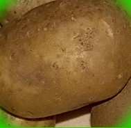  сорт картофеля снегирь
