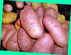  картошка сорокодневка сорта