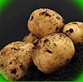  новые методы выращивания картофеля