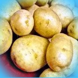  сорта картофеля устойчивые к фитофторозу