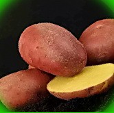  картофель роко характеристика сорта
