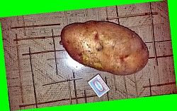  картофель скарб описание сорта фото