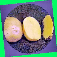  картофель сорт метеор