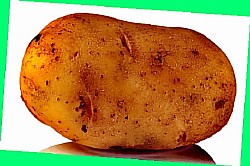  картофель семенами выращивание