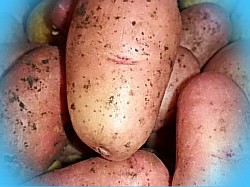  высокоурожайные сорта картофеля