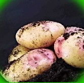  каменский сорт картофеля
