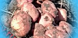  картофель аврора описание сорта фото