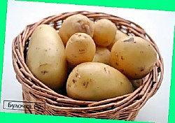  сорт картофеля фермер