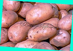  сорт картофеля винета описание