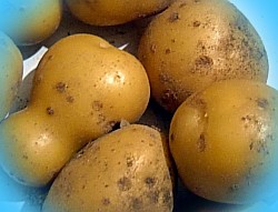  картофель уладар