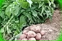  картофель беллароза описание сорта отзывы