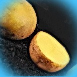  сорт картофеля коломбо