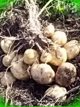  выращивание картофеля обучающий курс